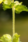 Rhinanthus alectorolophus 04