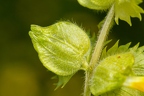 Rhinanthus alectorolophus 05
