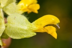 Rhinanthus alectorolophus 07