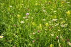 Rhinanthus alectorolophus 11