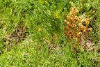 Orobanche alba 1