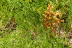 Orobanche alba 2