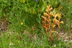 Orobanche alba 3
