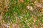 Avenella flexuosa 1