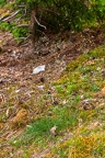Avenella flexuosa 2