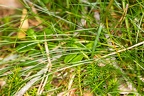 Avenella flexuosa 3