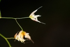 Avenella flexuosa 4