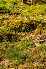 Avenella flexuosa 6