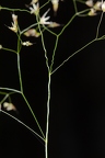Avenella flexuosa 7