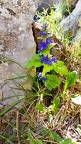 Ajuga genevensis