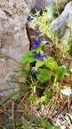 Ajuga genevensis 2