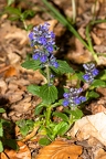 Ajuga genevensis 3