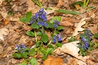 Ajuga genevensis 4