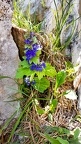 Ajuga genevensis 5