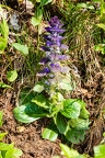 Ajuga pyramidalis 1