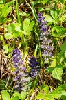Ajuga pyramidalis 2