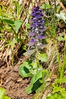 Ajuga pyramidalis 3