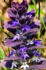 Ajuga pyramidalis 5