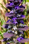 Ajuga pyramidalis 6