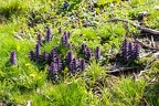 Ajuga pyramidalis 7