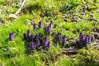 Ajuga pyramidalis 8