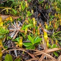Nepenthes pervillei 01