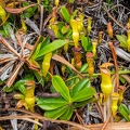 Nepenthes pervillei 03