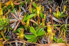Nepenthes pervillei 03