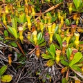 Nepenthes pervillei 05