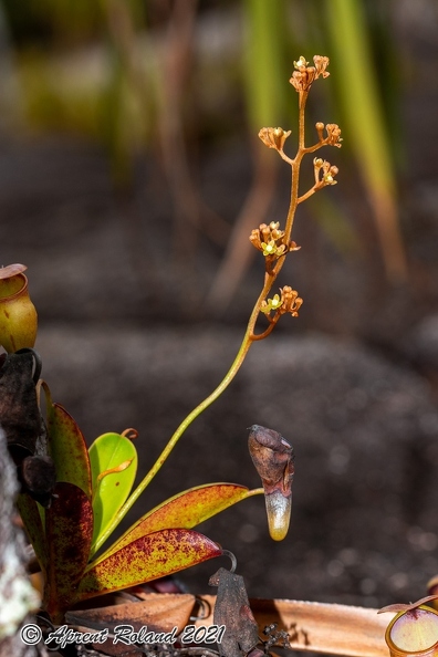Nepenthes_pervillei_08.jpg