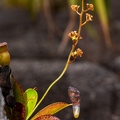 Nepenthes pervillei 08
