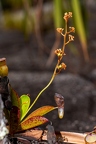 Nepenthes pervillei 08