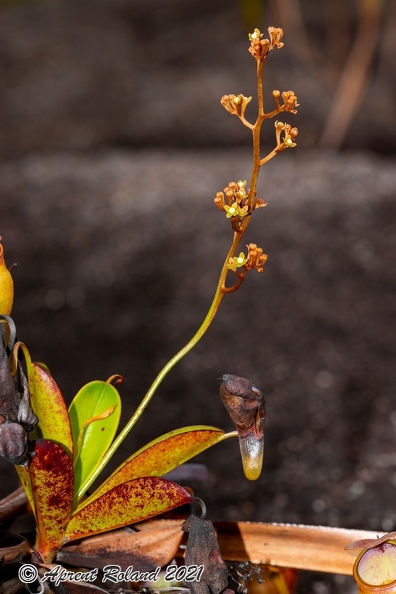 Nepenthes_pervillei_09.jpg