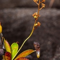 Nepenthes pervillei 09