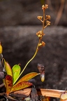 Nepenthes pervillei 09