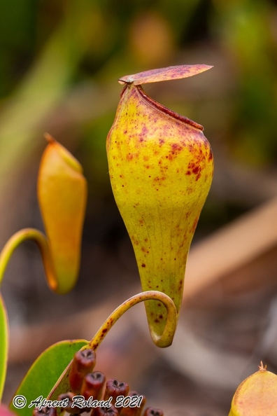Nepenthes_pervillei_16.jpg