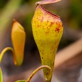 Nepenthes pervillei 16