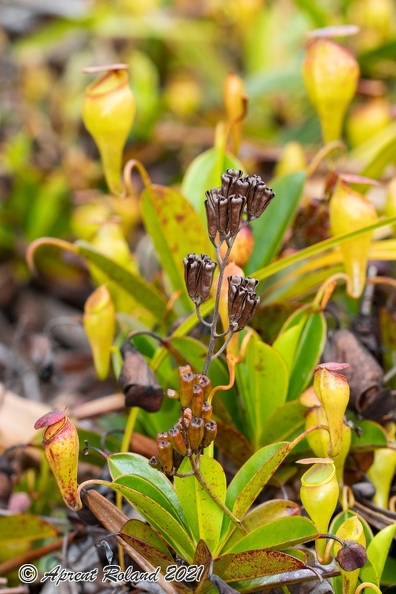 Nepenthes_pervillei_17.jpg
