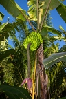 Musa