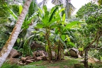 Musa 2