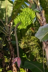 Musa 3