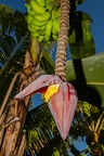 Musa 4