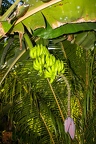 Musa 5