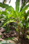 Musa 6