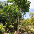 Ptychosperma macarthuri 3