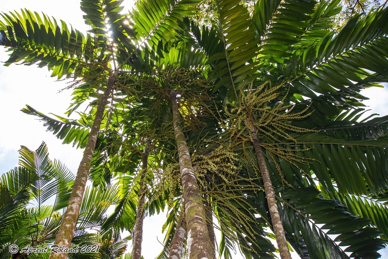 Ptychosperma macarthuri_1.jpg
