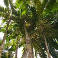 Ptychosperma macarthuri 1