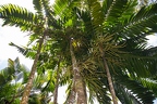 Ptychosperma macarthuri 1