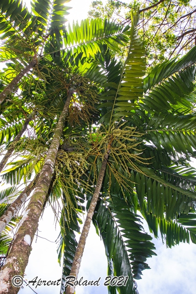 Ptychosperma macarthuri_2.jpg
