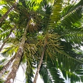Ptychosperma macarthuri 2